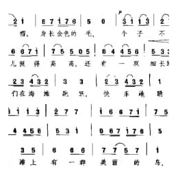 海滩上的鸟 冰岛 托拉里森曲